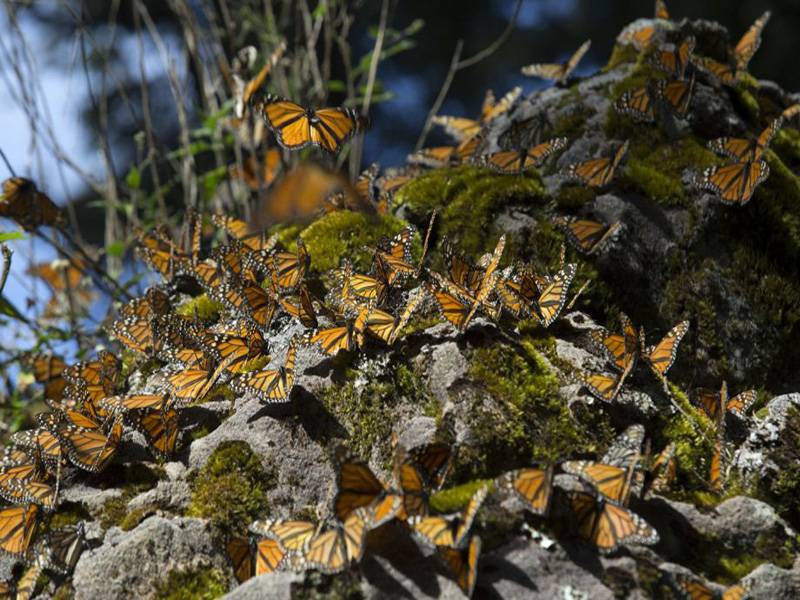 میکسیکو کے جنگلوں میں سردی سے بچنےکے لیے آنے والی رنگ برنگی شاہی تتلیوں کی بہارنے جنگل میں منگل کردیا