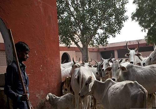 بھارت میں گائے کی خرید وفروخت کے خلاف مظاہرے