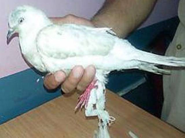 پاکستانی کبوتر نے بھارتی سکیورٹی حکام کی نیندیں اڑا دیں