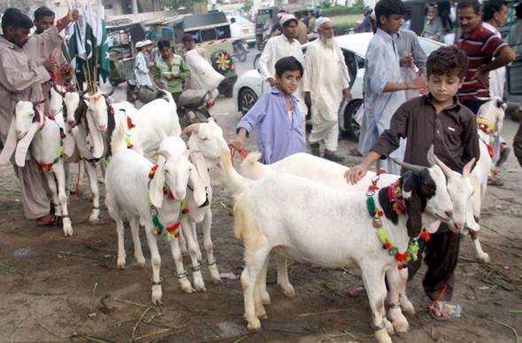 عید الاضحیٰ کی آمد،سپرہائی وے کی مویشی منڈی سج گئی 