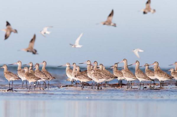  دریائے چناب کنارے موسم سرما کے مہمان پرندوں کا شکار جاری 