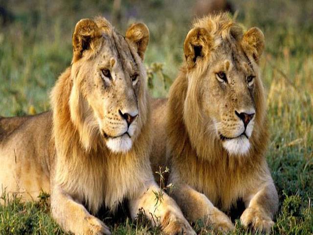 یو اے ای کی جانب سے لاہور چڑیا گھر کیلئے 18 شیروں کا تحفہ