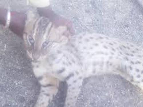 سندھ کے ضلع ٹنڈو محمد خان میں مقامی افراد نے خطرناک جنگلی بلی کو پکڑ لیا