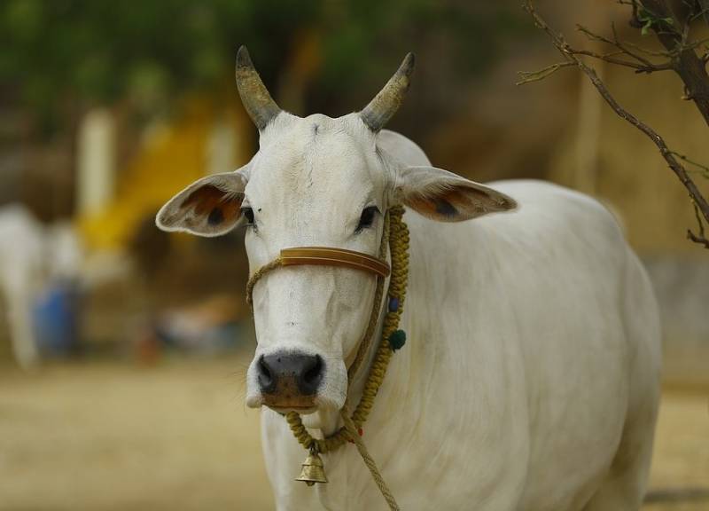 ہندوستانیوں کو ایٹم بم سے گائے کا گوبر بچائے گا:بھارتی سیاستدان کادعویٰ 