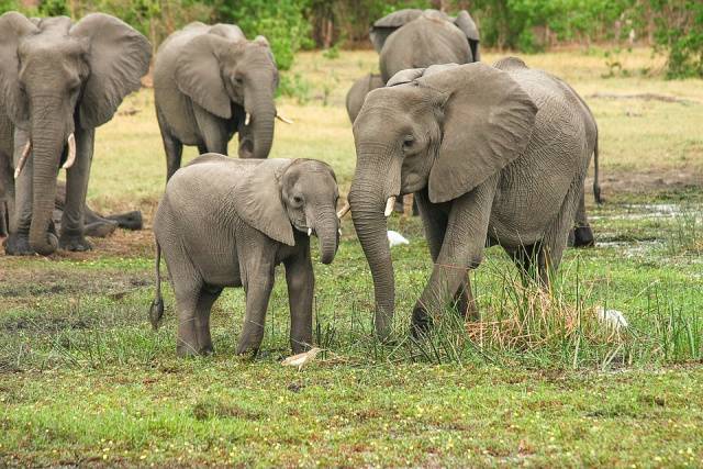 زمبابوے میںخشک سالی سے گزشتہ 2 ماہ کے دوران55 ہاتھی ہلاک 