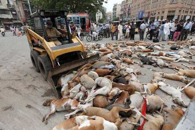 کراچی میں آوارہ کتوں کے خاتمے کی مہم شروع