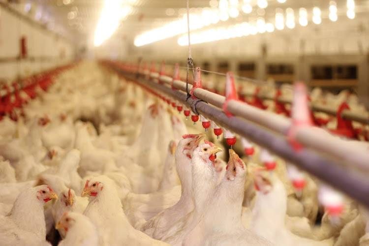 سعودی عرب: برازیل مرغیوں کی 60 فیصد ضرورت مقامی طور پر مہیا کرے گا 