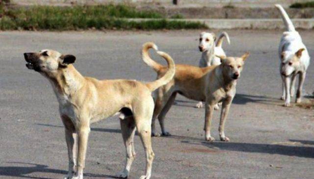 کراچی : آوارہ کتے کے کاٹنے سے1 اور شخص جاں بحق