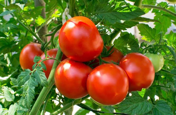 نئی فصل کے مارکیٹ میں آتے ہی ٹماٹر کی قیمتوں میں کمی کا امکان
