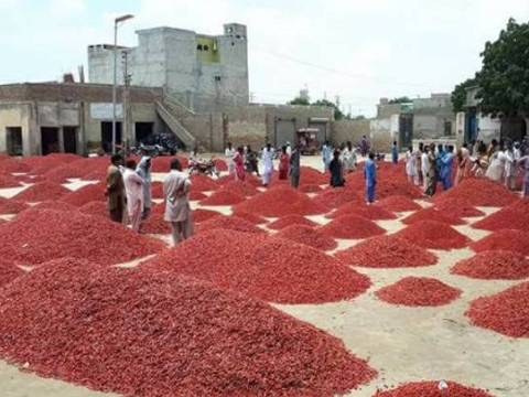 ٹماٹروں کے بعد سرخ مرچ کی قیمتیں بھی بڑھنے کا خدشہ