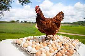  برائلر مرغی کے گوشت کی قیمت 5روپے ،فارمی انڈوں کی قیمت میں ایک روپے اضافہ