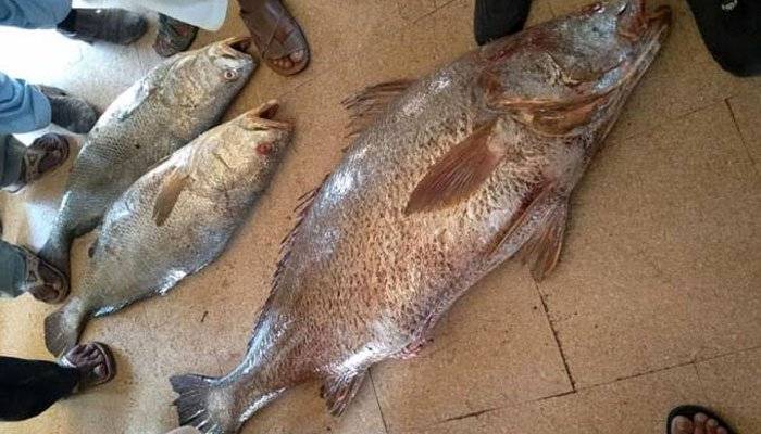 کراچی : غریب ماہی گیروں کے جال میں 40 لاکھ مالیت کی 2 گولڈن سوُا مچھلیاں آپھنسیں