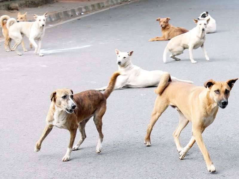 کراچی: آوارہ کتوں کے کاٹنے کے واقعات میں اضاف,47 کیسز رپورٹ