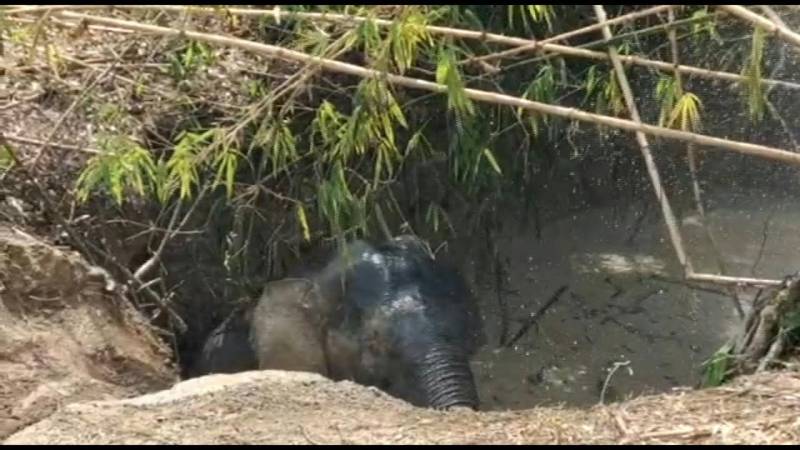 کمبوڈیا: تالاب میں پھنسے ہاتھی کو ریسکیو کرلیا گیا