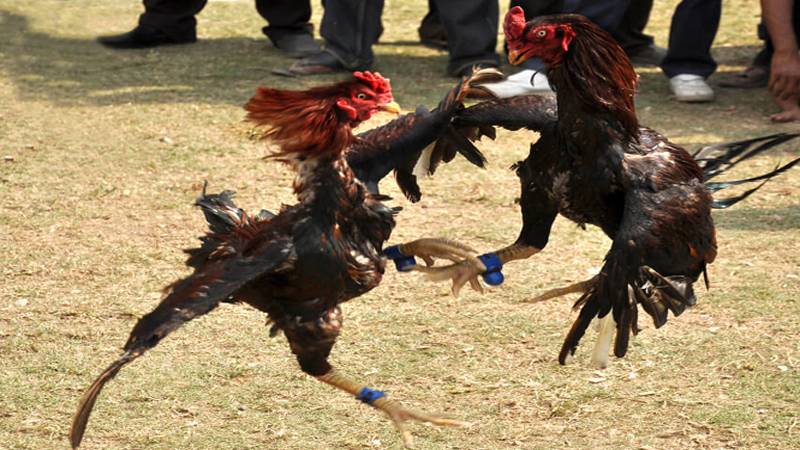 پیرو میں مرغوں کی لڑائی اوربل فائٹنگ کو قانونی قرار دیدیا گیا