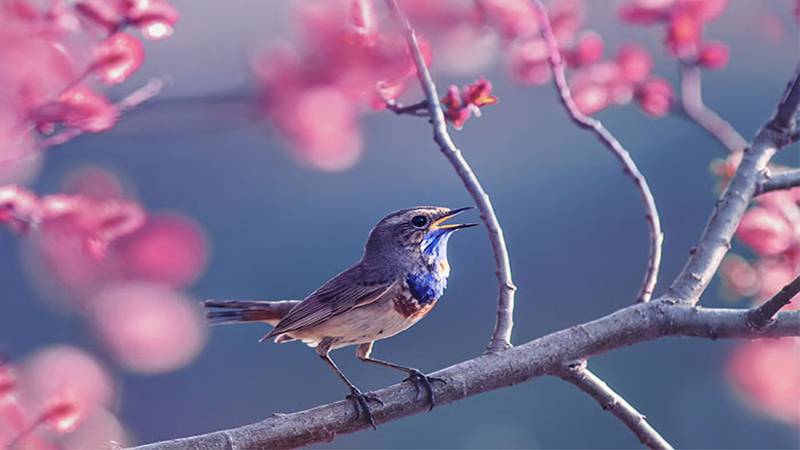 پرندوں کی چہک، پھولوں کی مہک سے شہری مسرور ہوتے ہیں: تحقیق