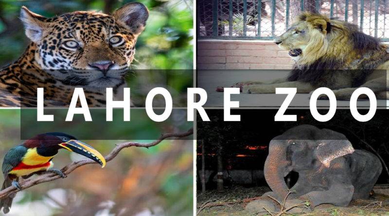 کرونا وائرس: لاہور کے چڑیا گھر میں جانوروں کی اسکریننگ