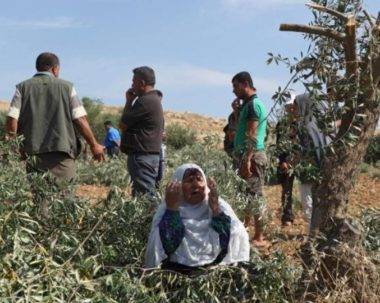 بیت للحم، اسرائیلی آبادکاروں نے فلسطینیوں کے زیتون کے 50 درخت کاٹ دیئے