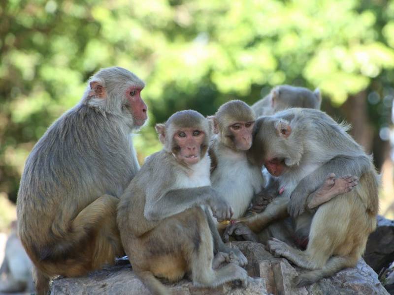 بندروں میں کورونا وائرس کے خلاف قوت مدافعت پائی جاتی ہے، امریکی تحقیق
