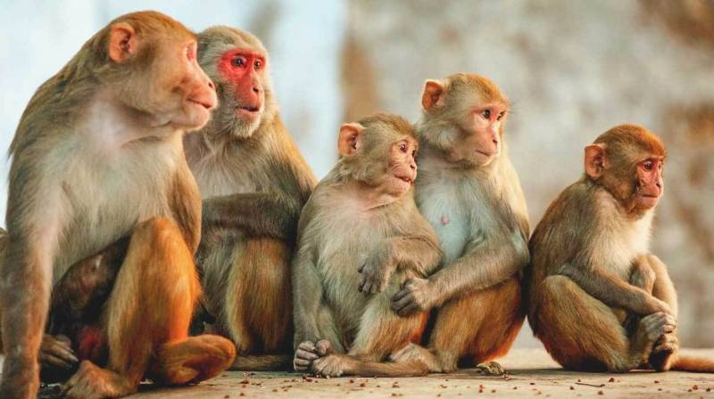 بھارت میں بندروں کا لیبارٹری اسسٹنٹ پر حملہ ، کورونا ٹیسٹ کِٹس لے کر فرار