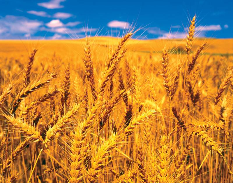 جرمنی کی گندم کی پیداوار میں 3.7 فیصد کمی کا امکان
