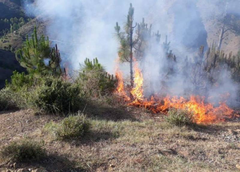 ایبٹ آباد، سربن پہاڑی کے جنگل میں آتشزدگی،50 سے زائد درخت جل گئے