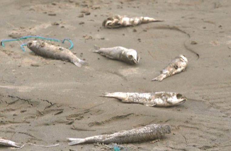 کراچی: سی ویو کے ساحل پر مردہ مچھلیوں کی بھرمار