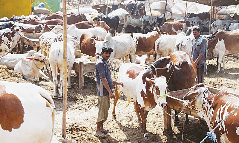 عیدالاضحیٰ کے موقع پر اسلام آباد میں 4 مویشی منڈیاں لگانے کا فیصلہ