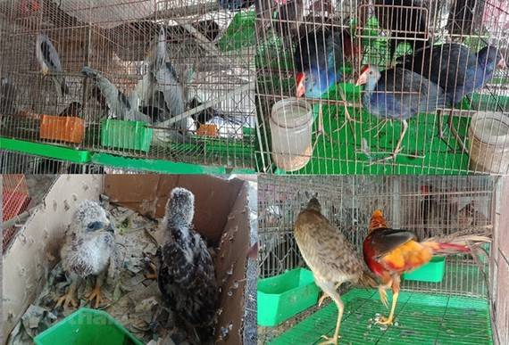 ویت نام میں جنگلی جانوروں کی تجارت پر پابندی