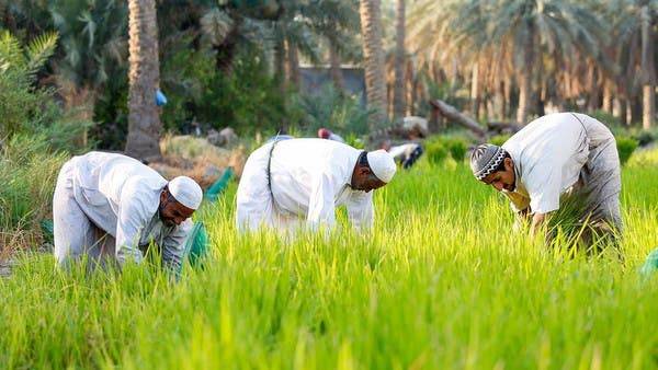 سعودی عرب میں دنیا کے مہنگے ترین چاول کی کاشت کاری کے تصویری مناظر