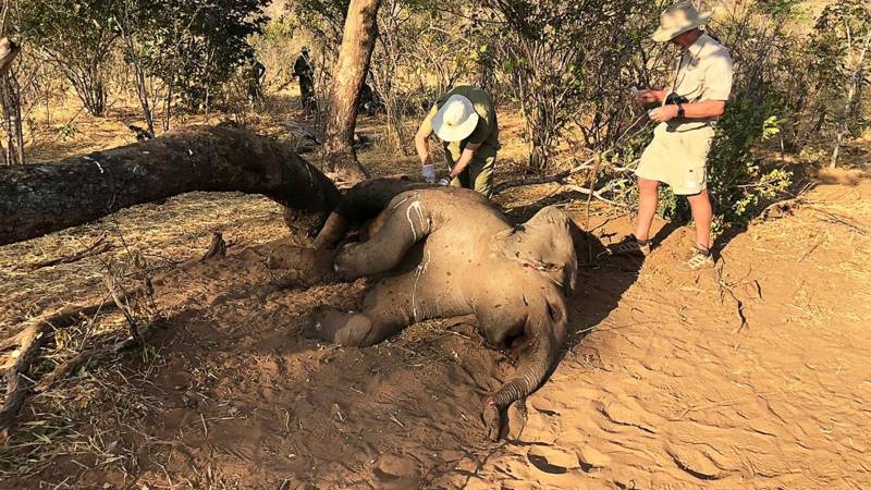 پراسرار وائرس پھیلنے لگا، ہاتھیوں کے بعد دیگر جانوروں کی بھی اموات
