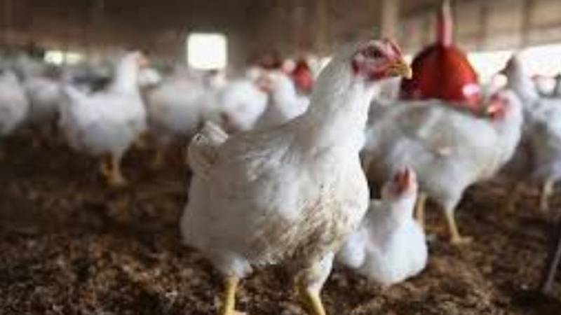 لاہور میں پرچون سطح پر برائلر گوشت, زندہ برائلر مرغی اور انڈوں کی قیمت 