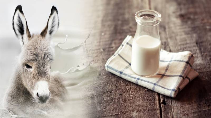  البانیہ: گدھی کا دودھ کورونا کا علاج قرار، مانگ میں اضافہ