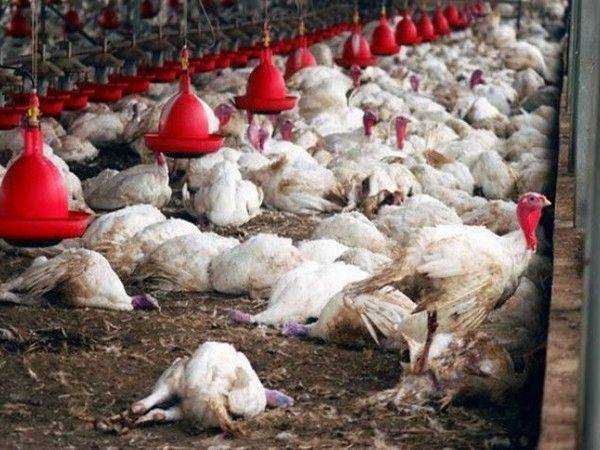 جاپان میں برڈ فلو کے باعث 58لاکھ مرغیاں تلف