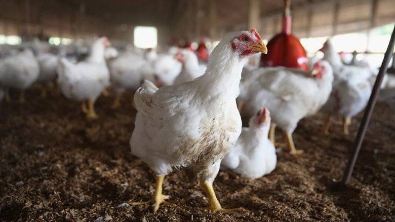  شہر میں پرچون سطح پر برائلر گوشت کی قیمت 4روپے اضافہ