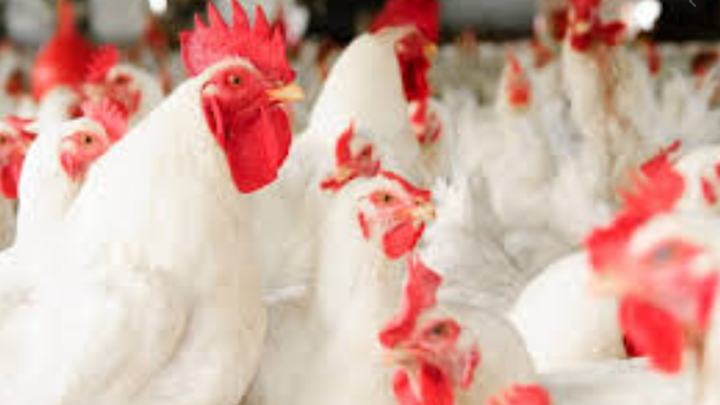 برائلر گوشت ، زندہ برائلر مرغی اور فارمی انڈوں کی قیمت میں اضافہ