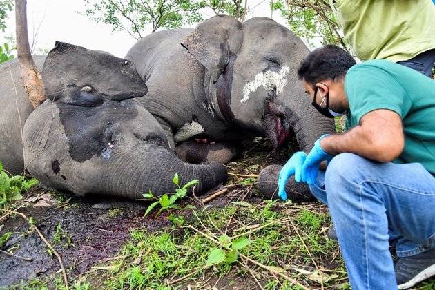 بھارتی ریاست آسام میں آسمانی بجلی‘ گرنے سے 18 جنگلی ہاتھی ہلاک