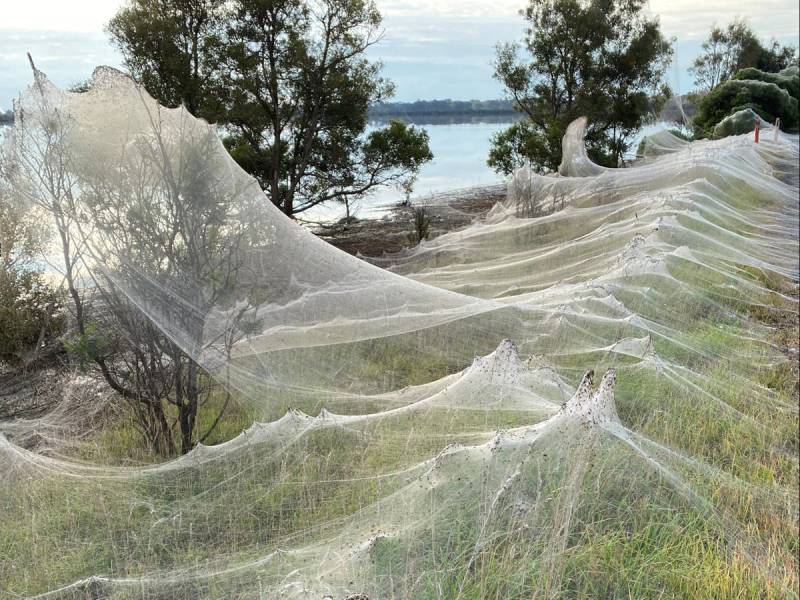 آسٹریلیا، شدید بارشوں کے بعد مکڑیوں نے درختوں پر بڑے پیمانے پر جال بنا لئے