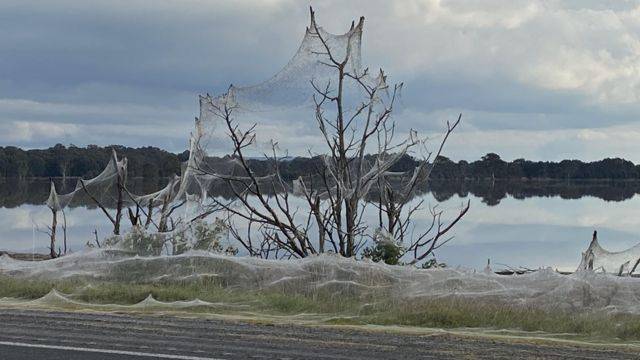 آسٹریلیا، شدید بارشوں کے بعد مکڑیوں نے درختوں پر بڑے پیمانے پر جال بنا لئے