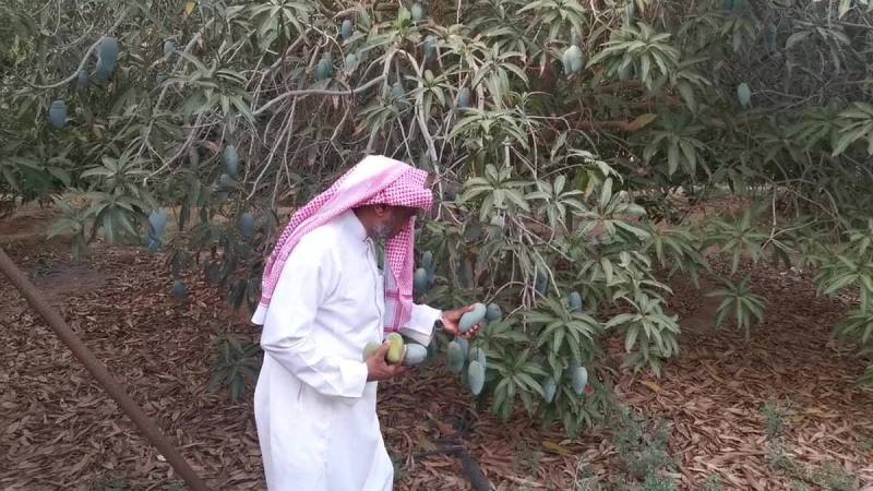 آموں کے درختوں سے پرانا عشق سعودی شہری کو کاشت کے میدان میں لے آیا