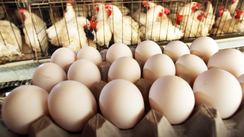 مرغی 183روپے کلو انڈے162روپے درجن 