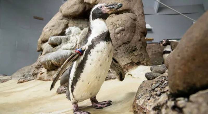  دنیا کا سب سے بوڑھا پینگوئن چل بسا