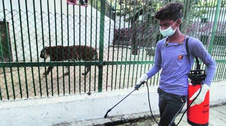 بھارت، چڑیا گھر میں عالمی وبا کے دوران جانور 