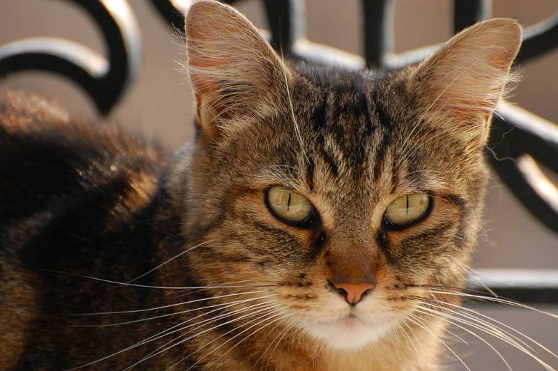  بلیوں کی شخصیت اور رویے کی 7 خصلتیں ہوتی ہیں ،نئی تحقیق