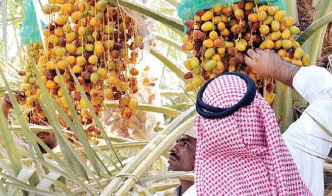 سعودی عرب، الاحسا کی 127 اقسام کی کھجوریں گینز بک میں شامل