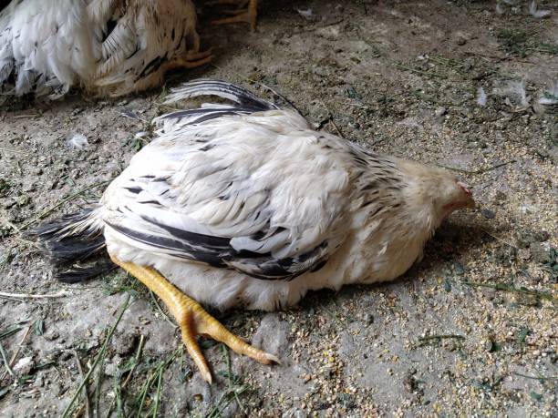  بھارت ،شادی کے بینڈ باجے سے 63 مرغیاں ہلاک