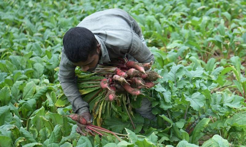 بھارت ، کسان مولی جمع کرنے میں مصروف