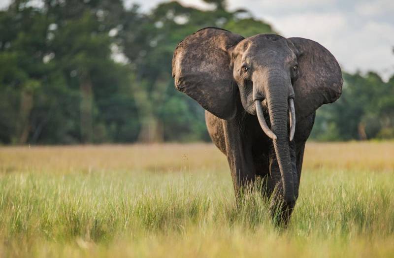 یوگنڈا‘ ہاتھی کے حملے میں سعودی سیاح ہلاک