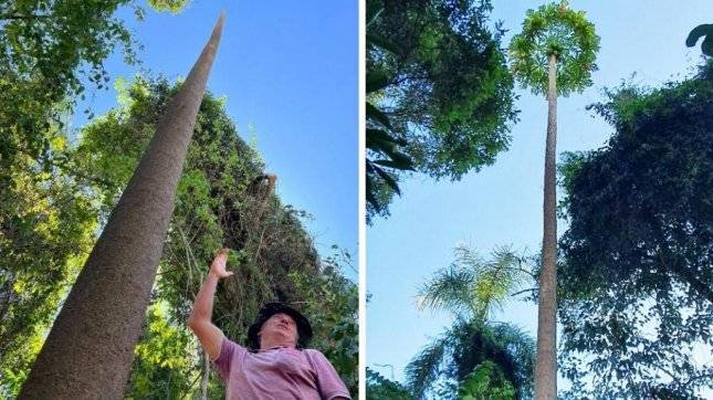 47 فٹ بلند ترین پپیتے کا درخت، برازیلین کسان نے عالمی ریکارڈ قائم کردیا