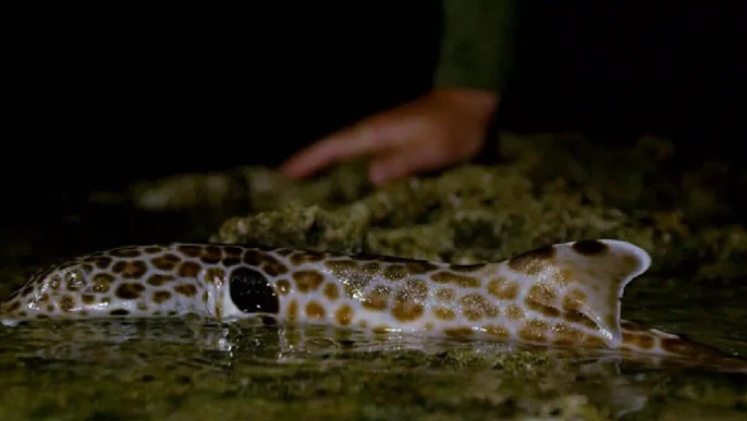پاپوا نیو گنی میں شارک مچھلی کی زمین پر چلنے کی ویڈیو وائرل